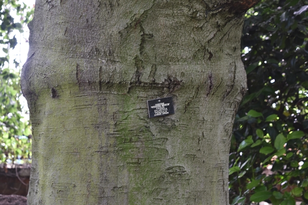 m_Weeping Beech (1).jpg