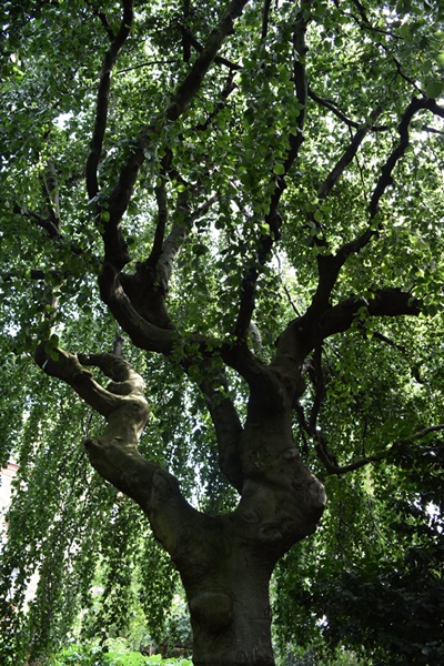 m_Weeping Beech (2).jpg