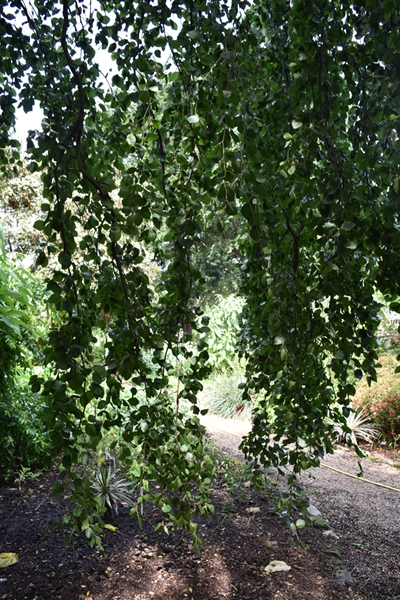 m_Weeping Beech (4).jpg
