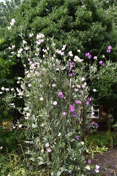 m_Sweetpeas (9).jpg