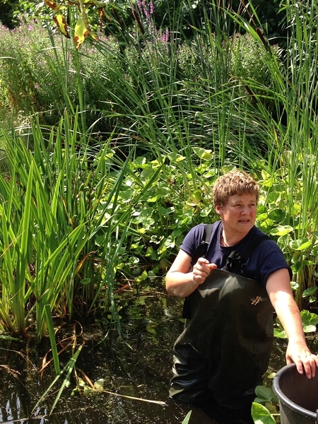 It was pond cleaning day and this lady was up to her waist in rubber waders. 