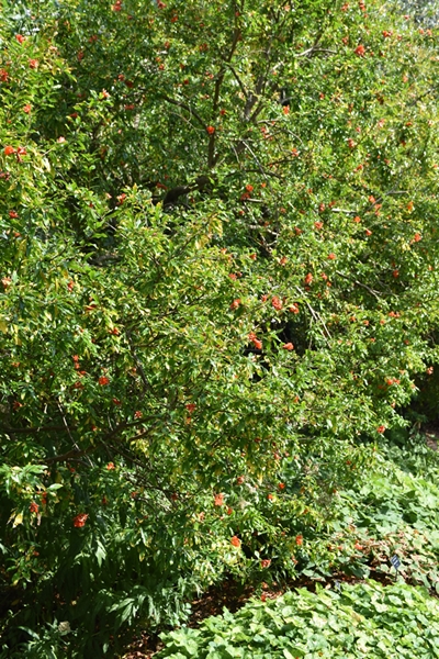  Pomegranate tree covered with flowers 