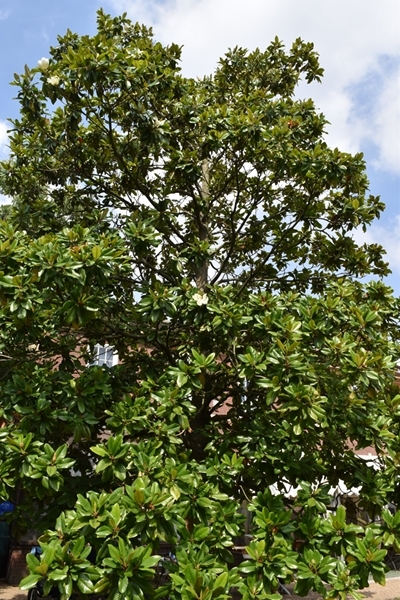 A tall magnolia still with a few flowers