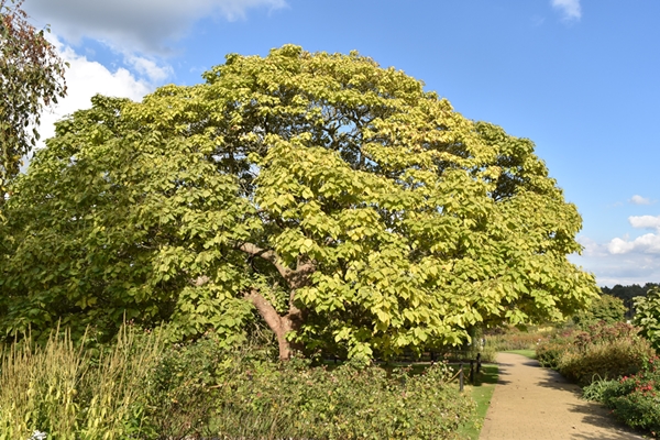 Indian Bean Tree