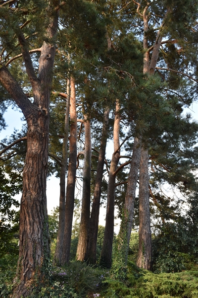 A group of stately pines
