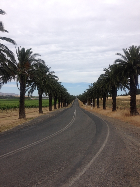 Seppeltsfield Road aka Avenue of Hopes & Dreams