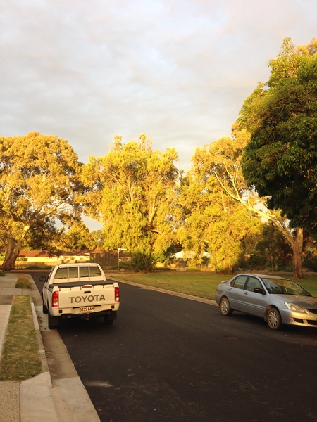 Amazing light at sunset on the gum trees