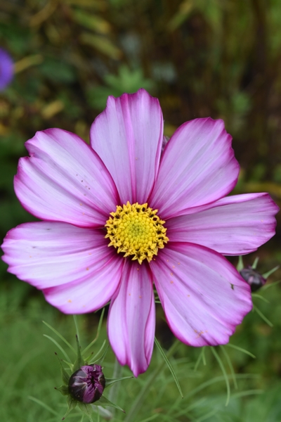 m_Flower closeups (3).jpg