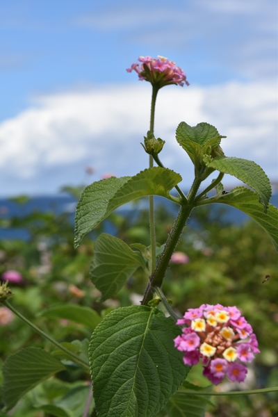m_DSC_0018.jpg