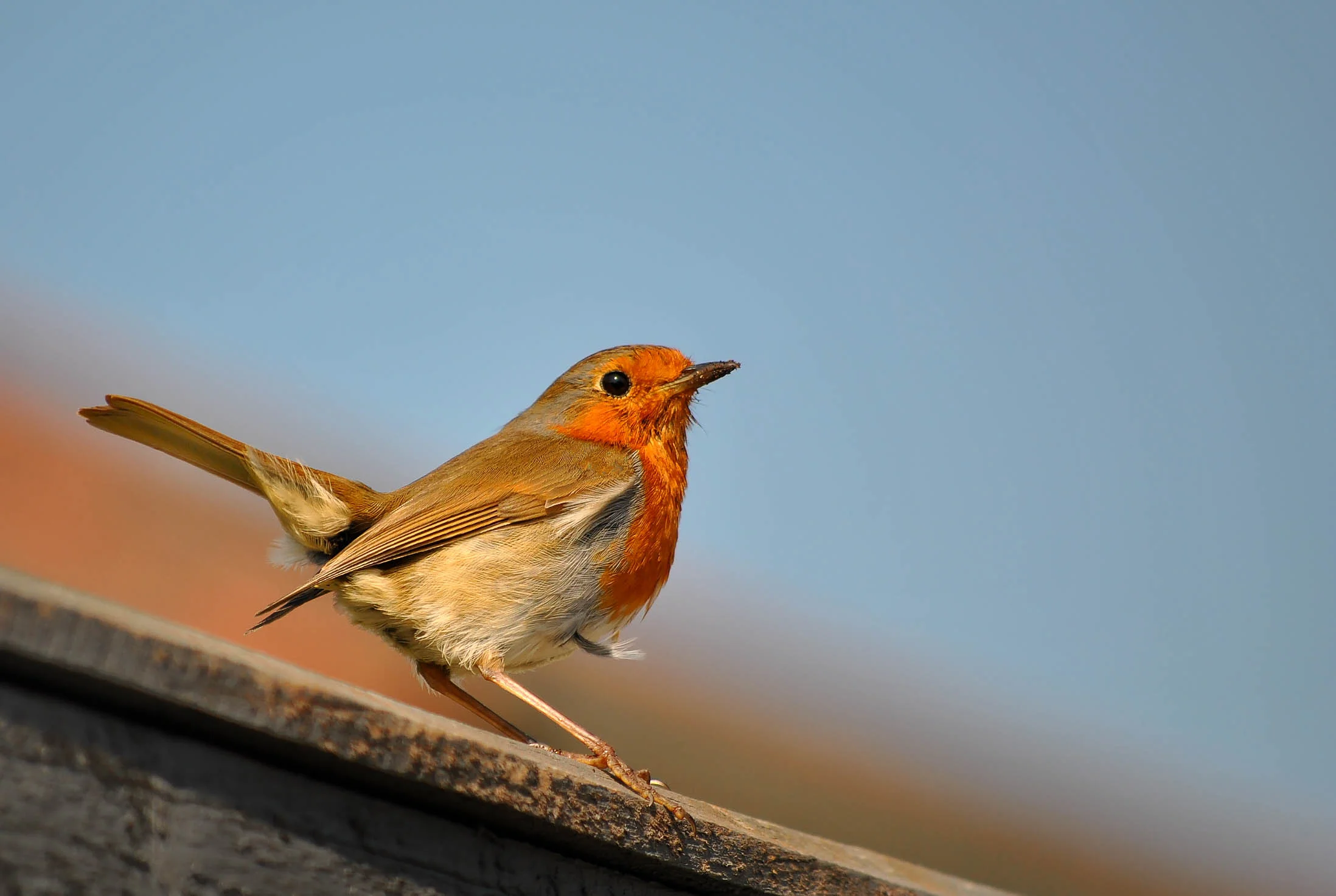 DSC_2011-Edit.jpg