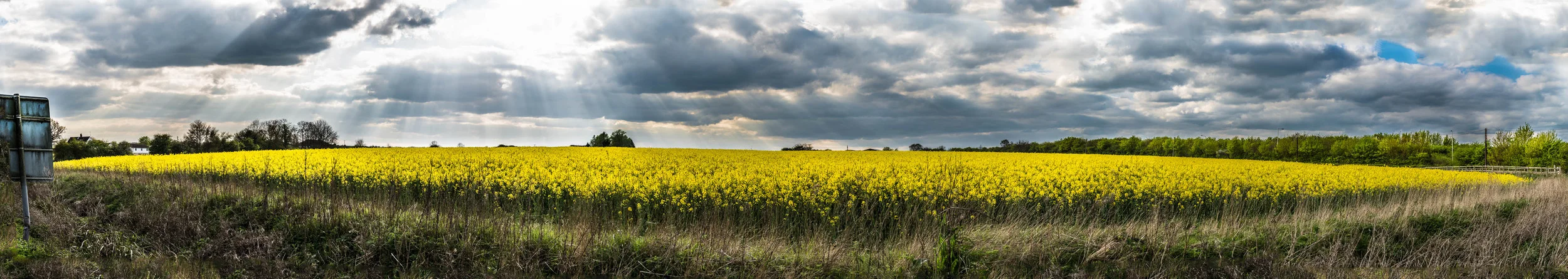 Rape Seed Panorama in Spring