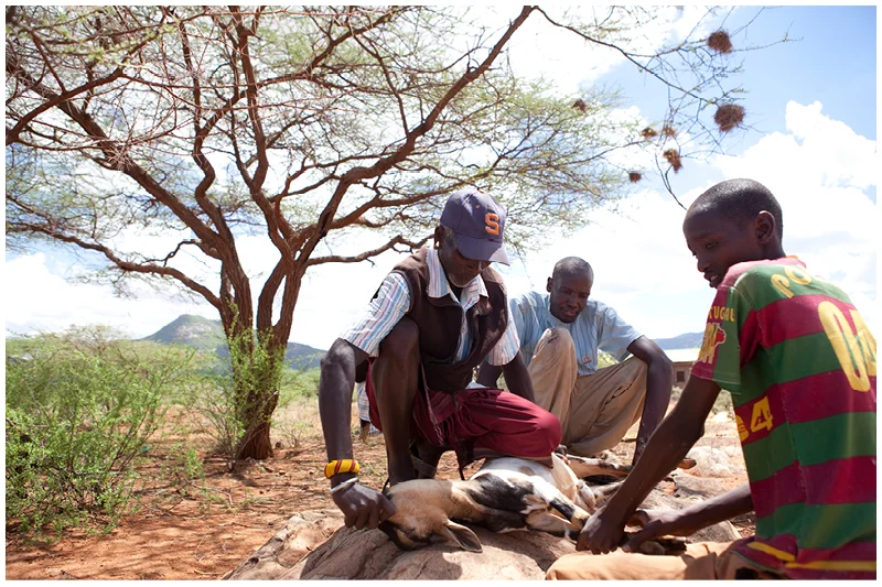 In the harsh and arid Samburu land, the milk, blodd and meat of goats and cows are essantial to the Samburu people's survival. Here an elder kills a goat for a local celebration in typical Samburu style, by suffocating it so that the animal is unconscious when it is slaughtered. 