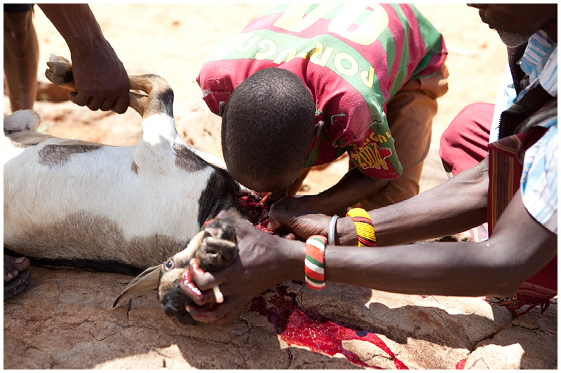 It is killed by making a small slit in its throat and the blood is drunk as a delicacy. 