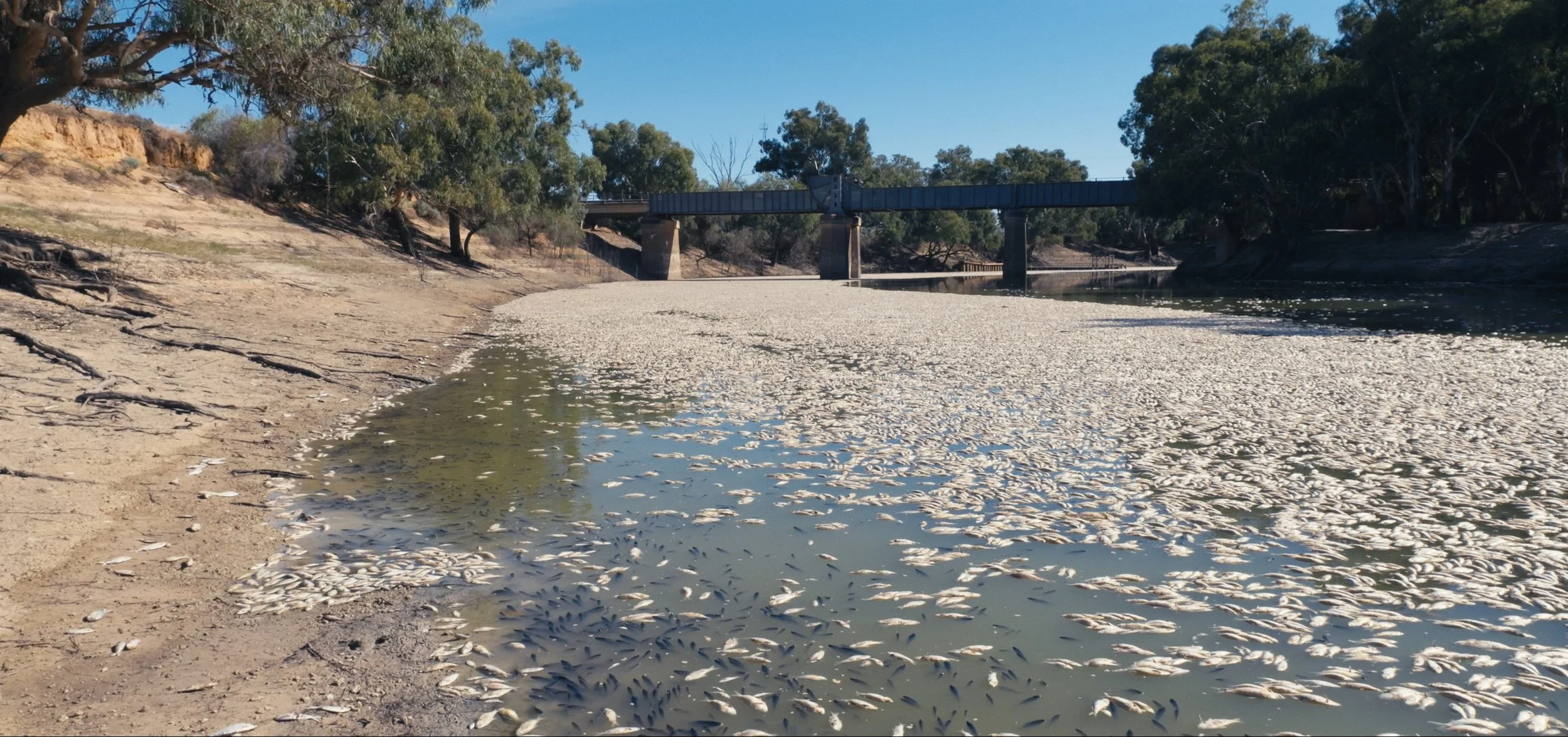 Screenshot 2025-03-27 at 5.43.29 pm_1.jpg