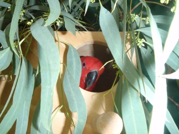 Andy in Nest.jpg