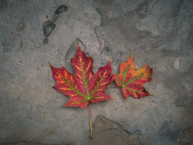 Heather Petropoulos autumn leaves.jpg