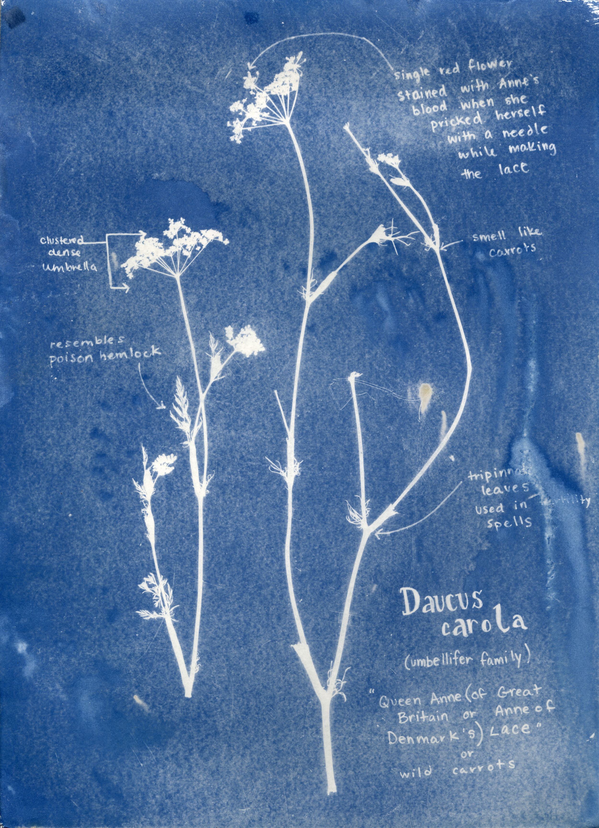 Rachel M Thornton Camp Cyanotype at the Sackville Waterfowl Park July 2016