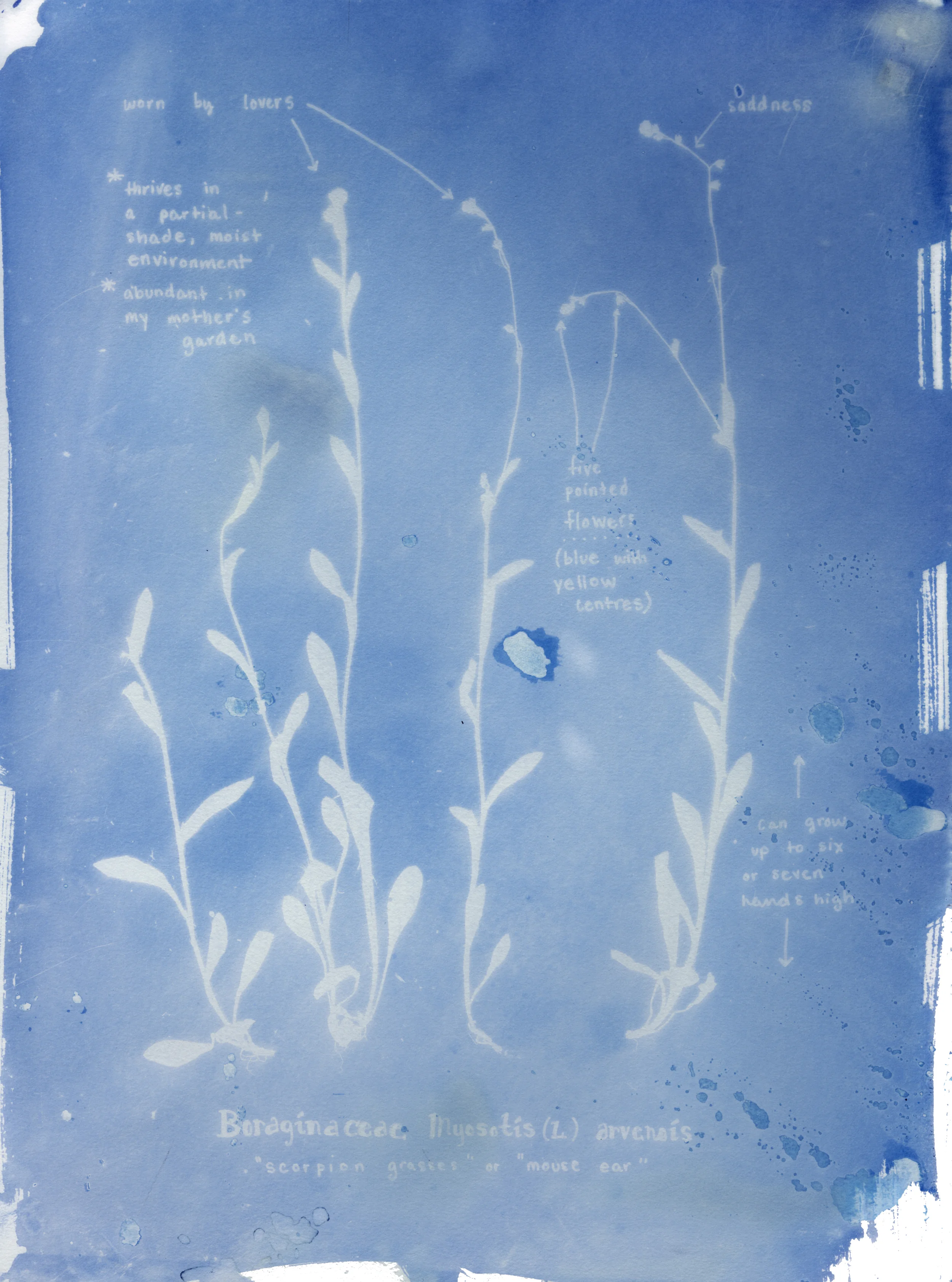 Rachel M Thornton Camp Cyanotype at the Sackville Waterfowl Park July 2016