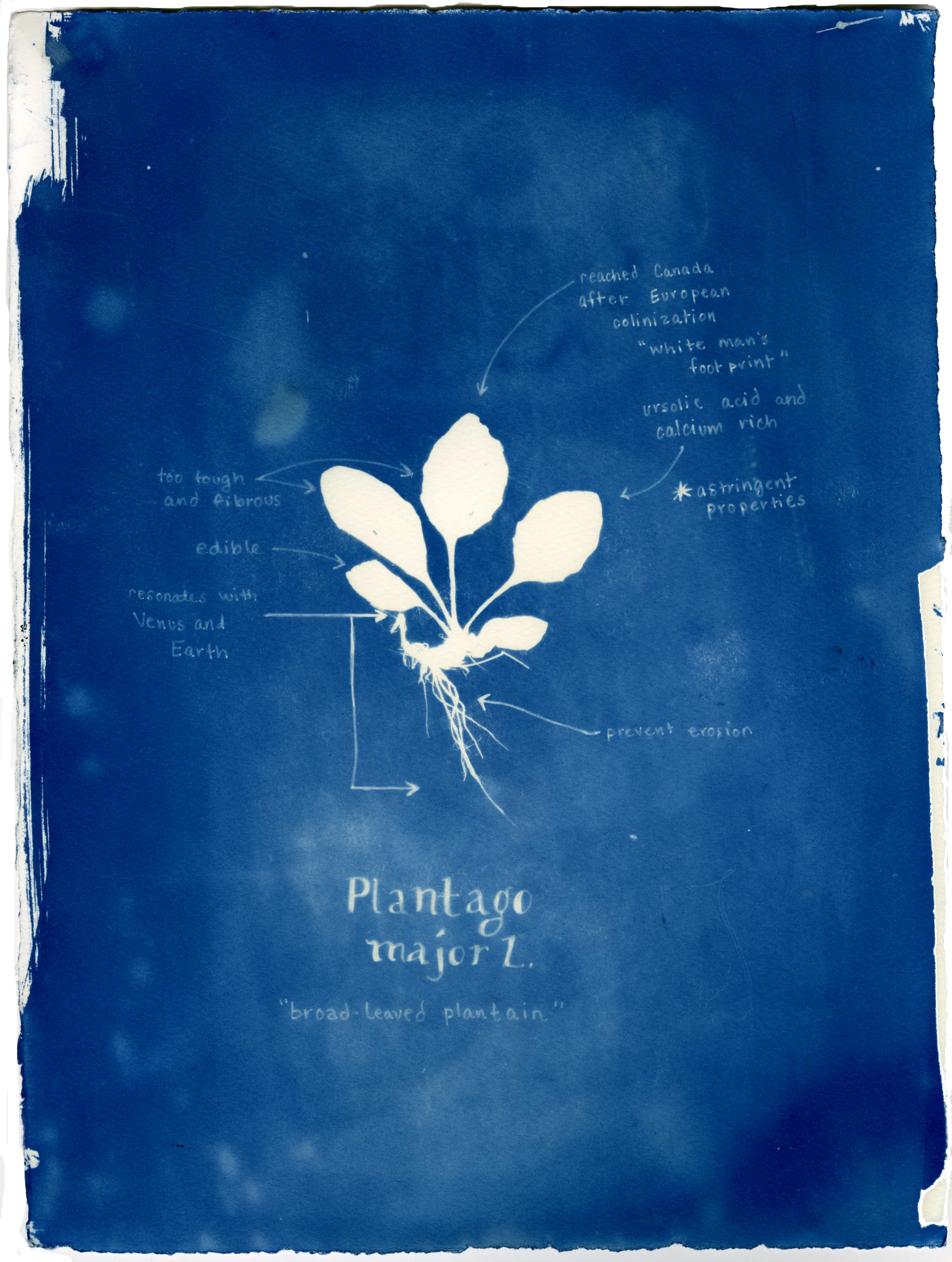 Rachel M Thornton Camp Cyanotype at the Sackville Waterfowl Park July 2016