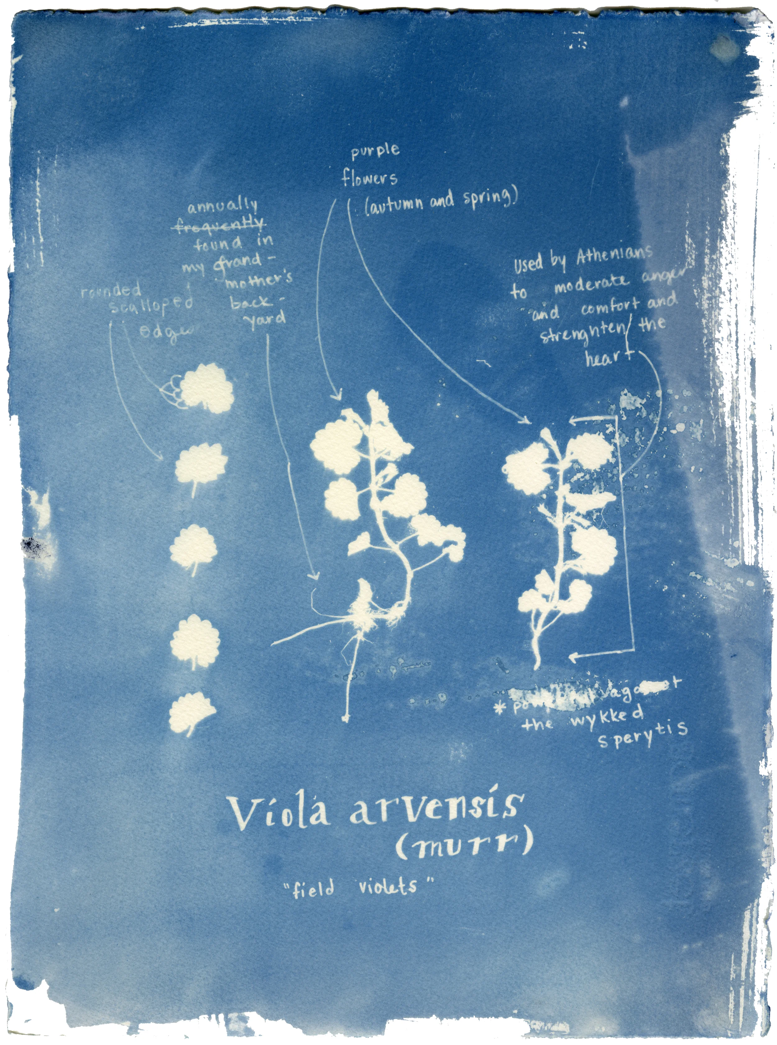 Rachel M Thornton Camp Cyanotype at the Sackville Waterfowl Park July 2016