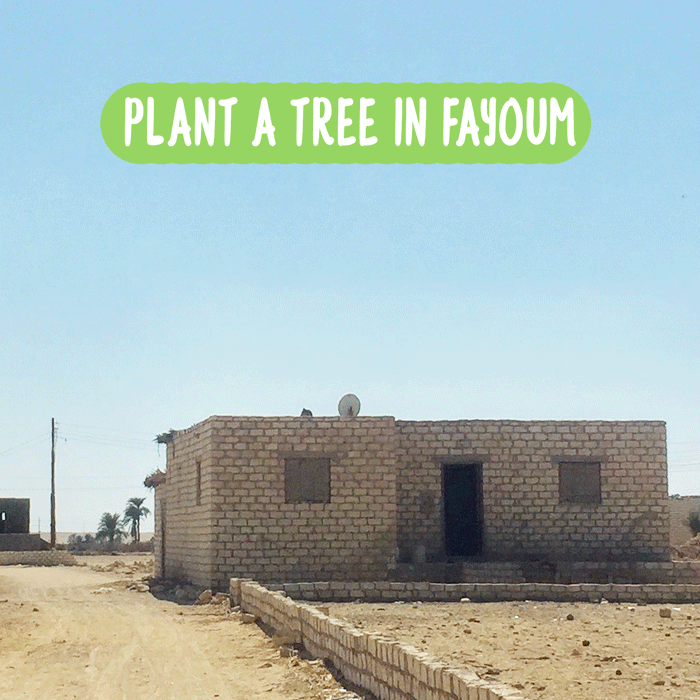 plantfayoum.gif