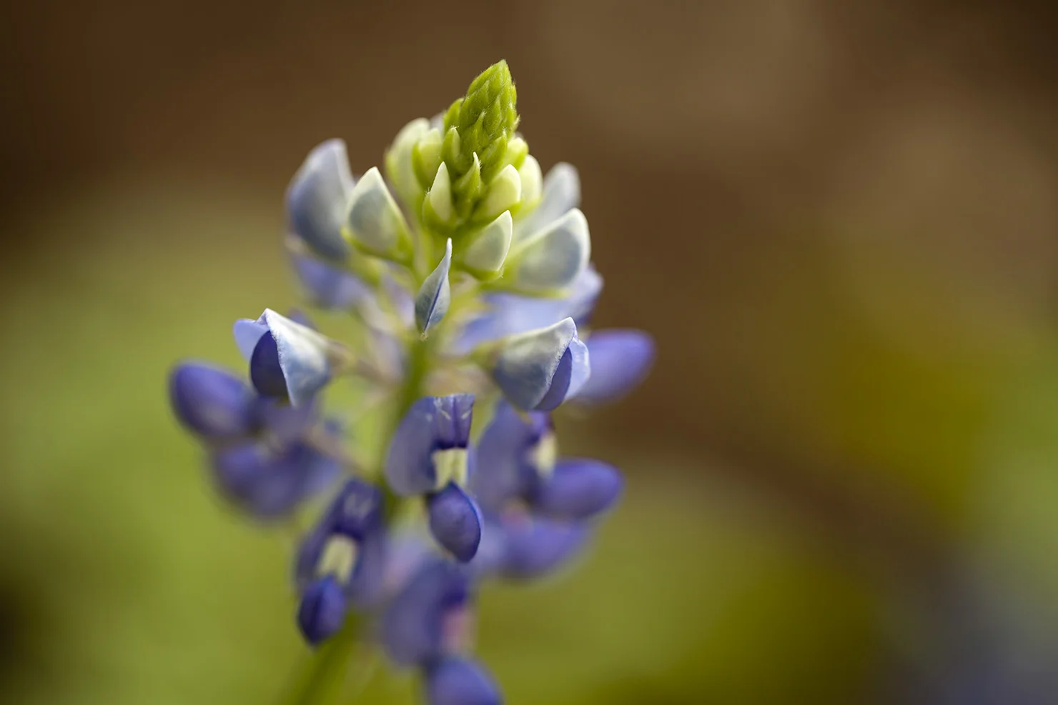 Bluebonnet in garden 0935.jpg