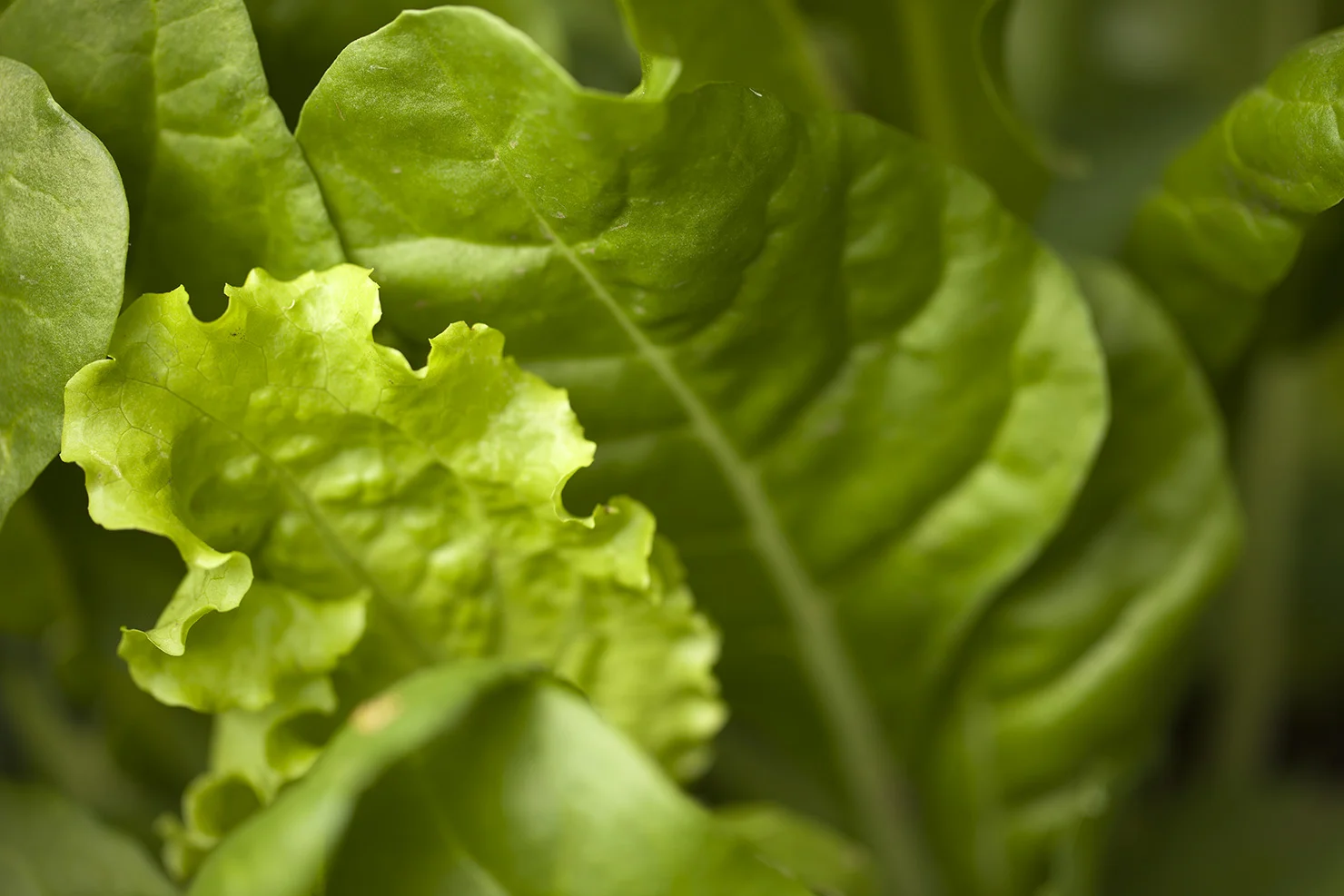 Lettuce babies 0975.jpg