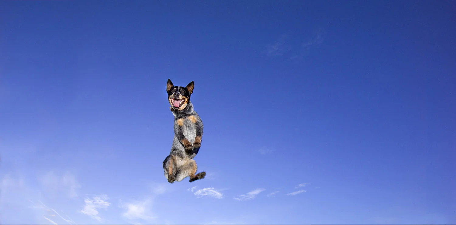 Happy Dog