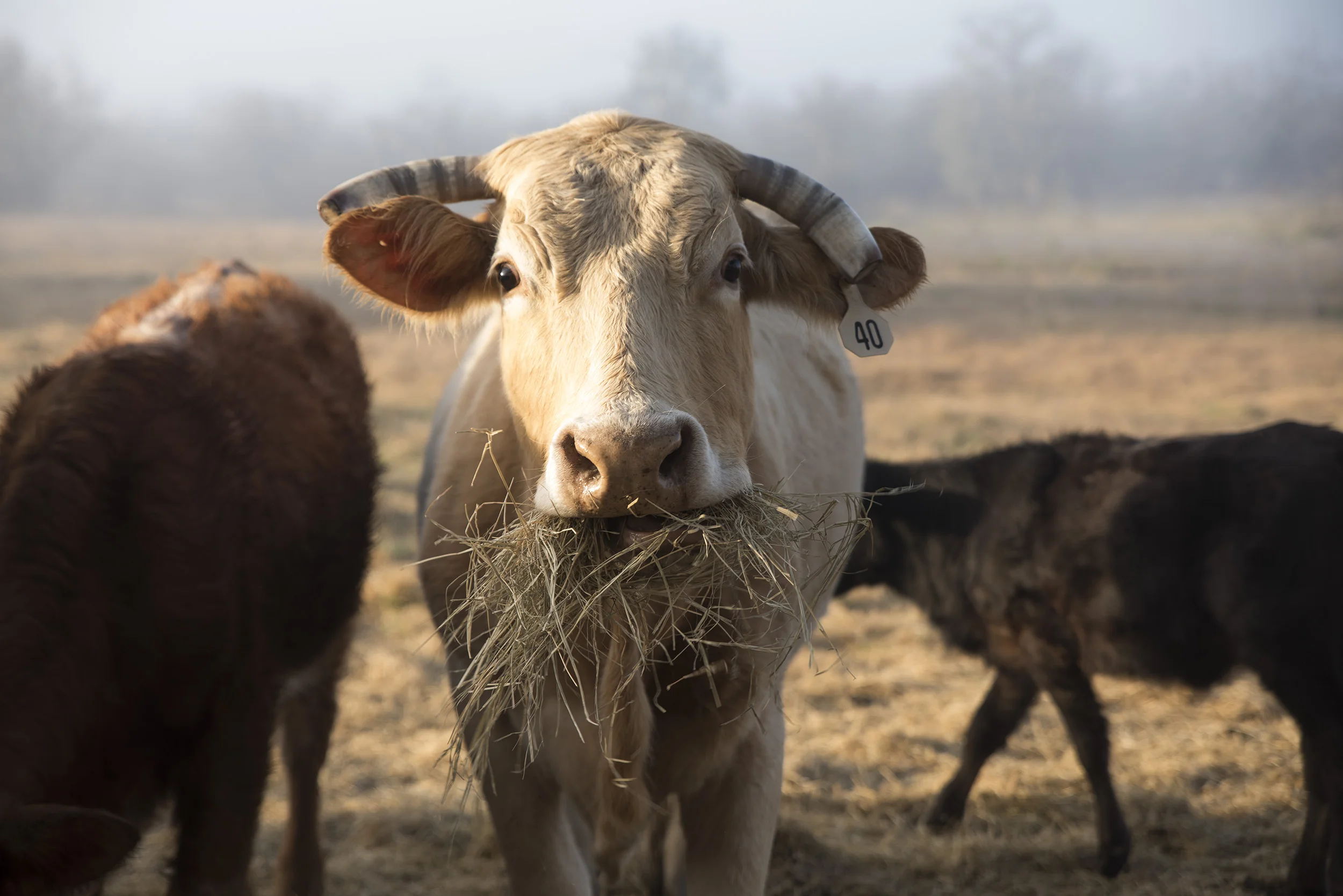 Cow munching hay, Bastrop Cattle Company, Texas