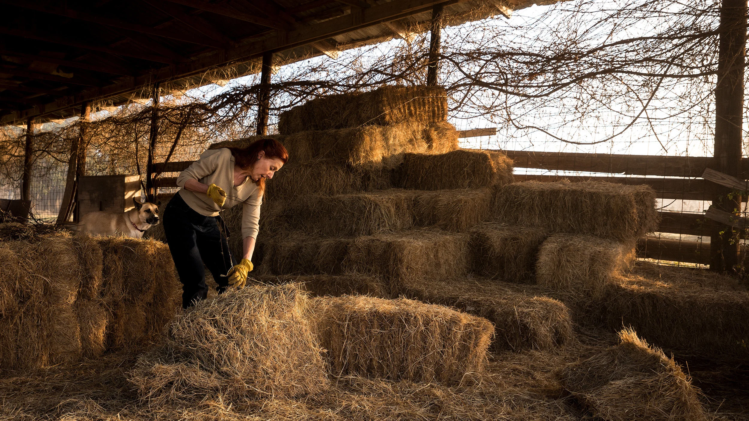 Bastrop_Cattle_DSA8477-2_2600px.jpg