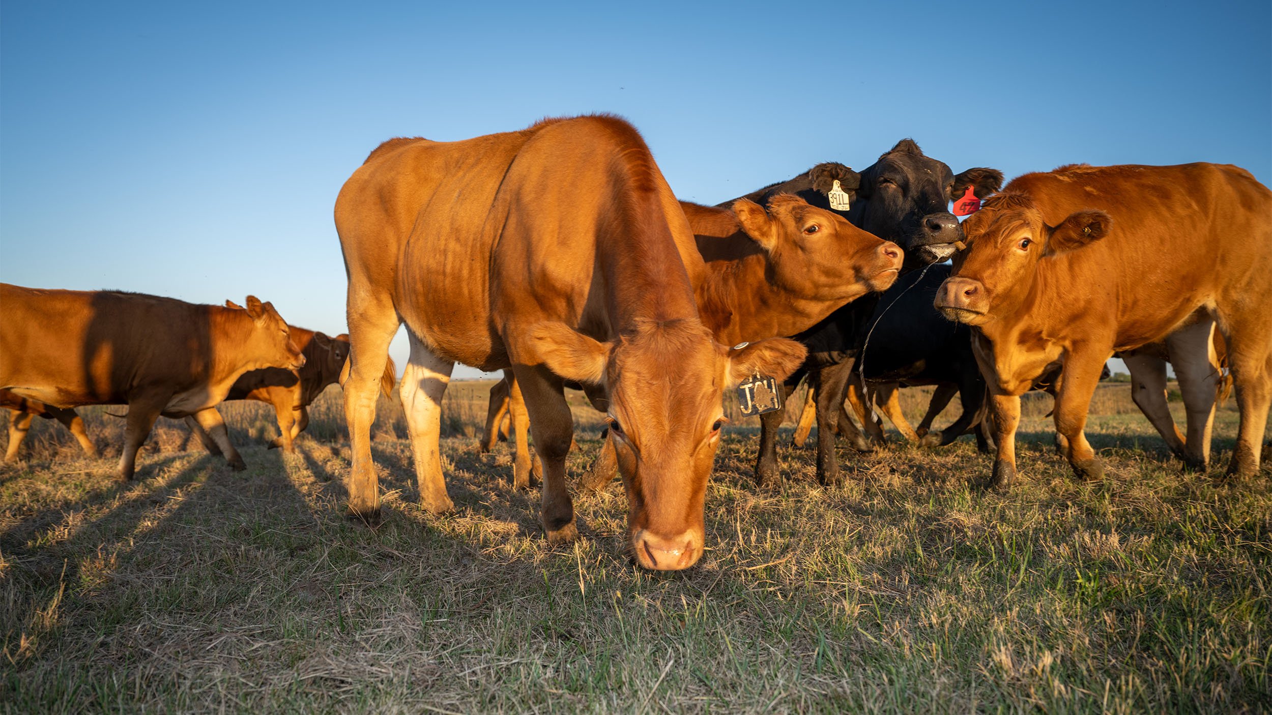 Dove_Creek_Wagyu_DSC1303_2500px.jpg