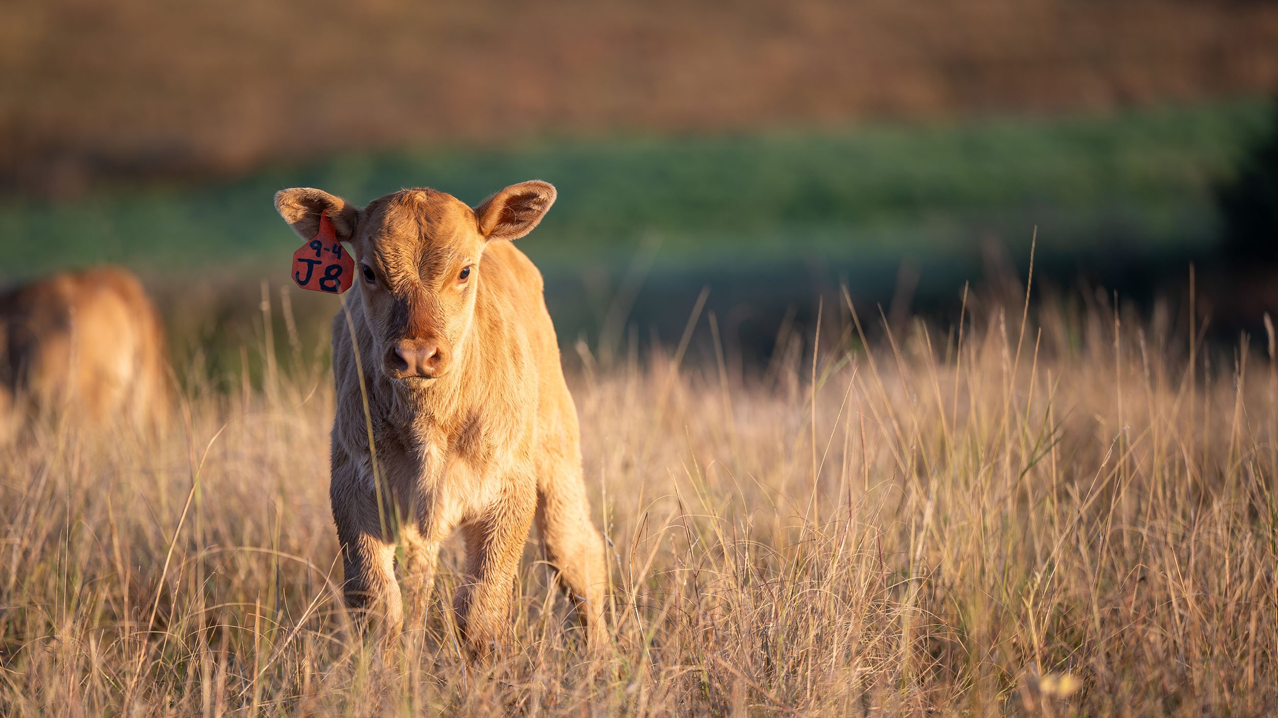 Dove_Creek_Wagyu_DSC6719_2500px.jpg