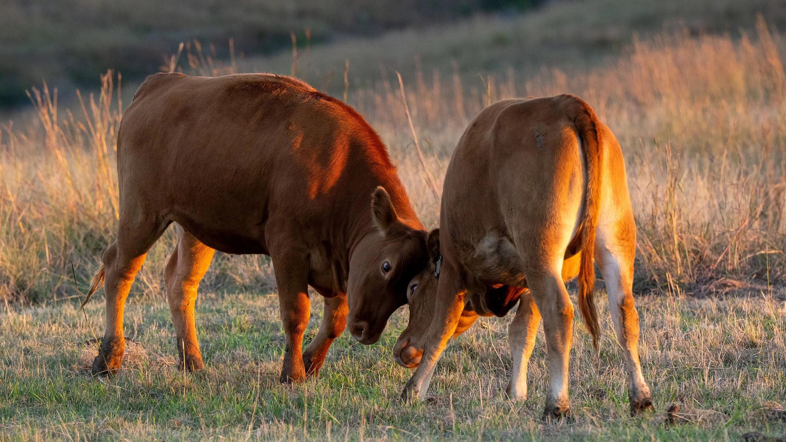Dove_Creek_Wagyu_DSC4704_2500px.jpg