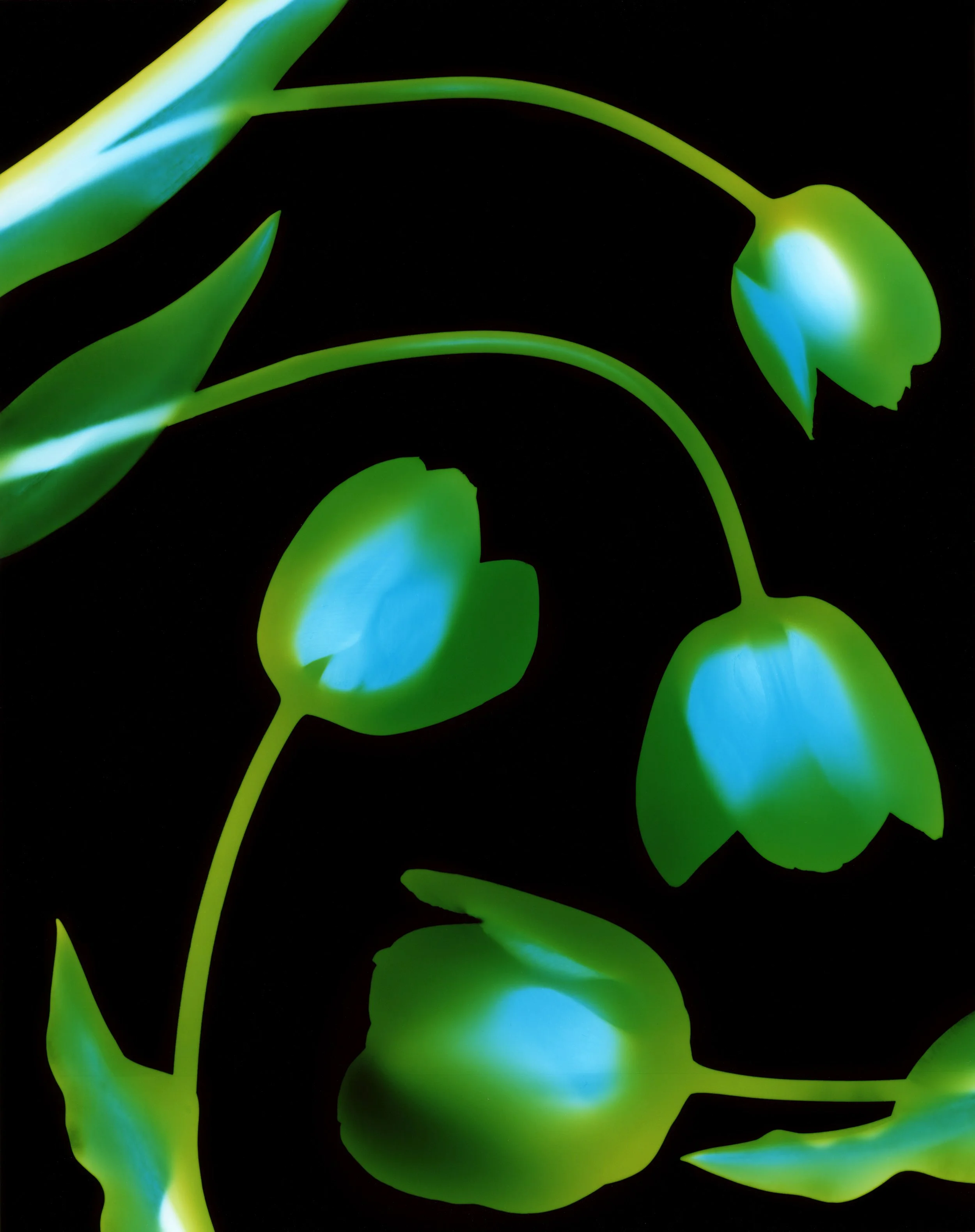 Tulips.jpg