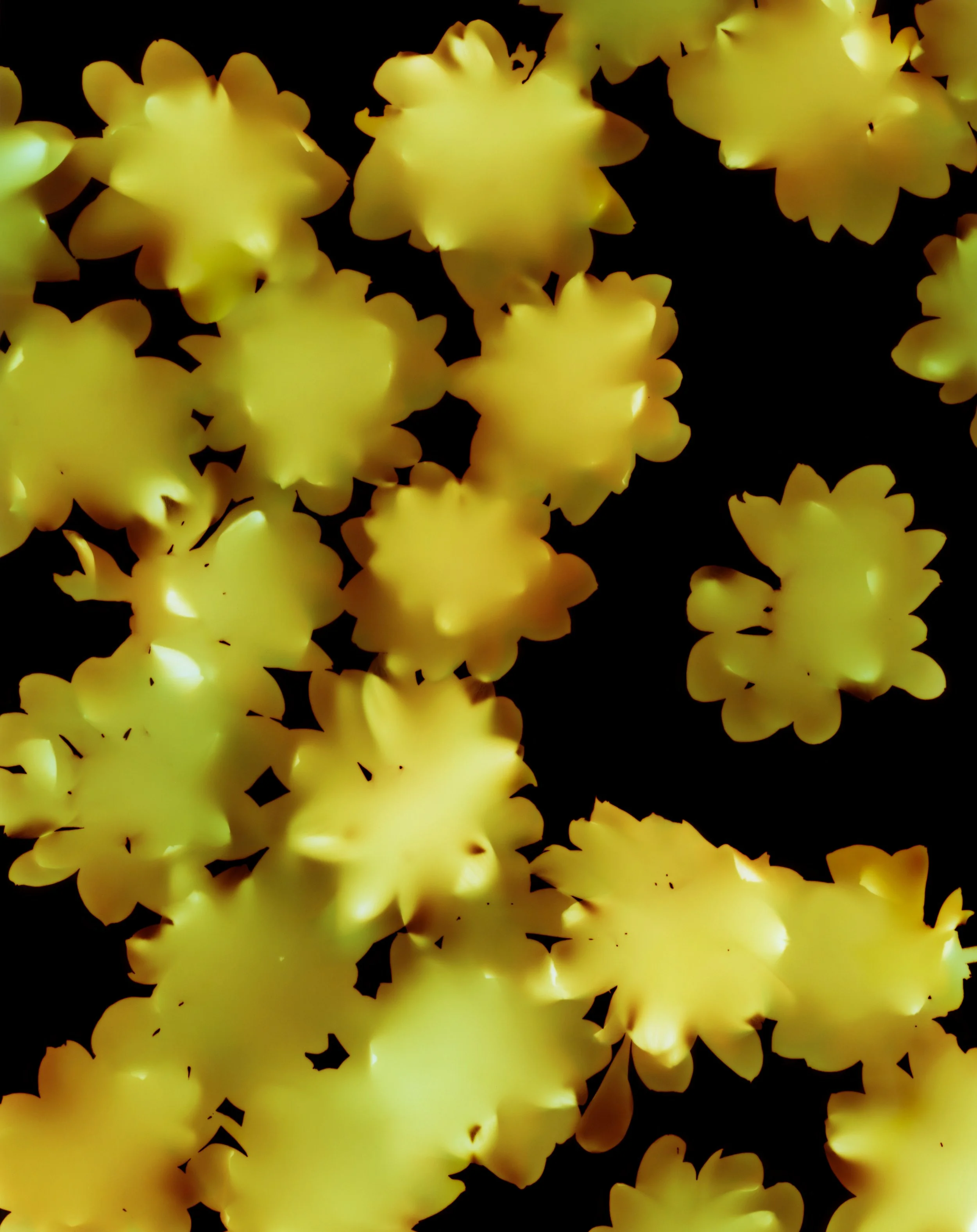Scattered Flowers.jpg