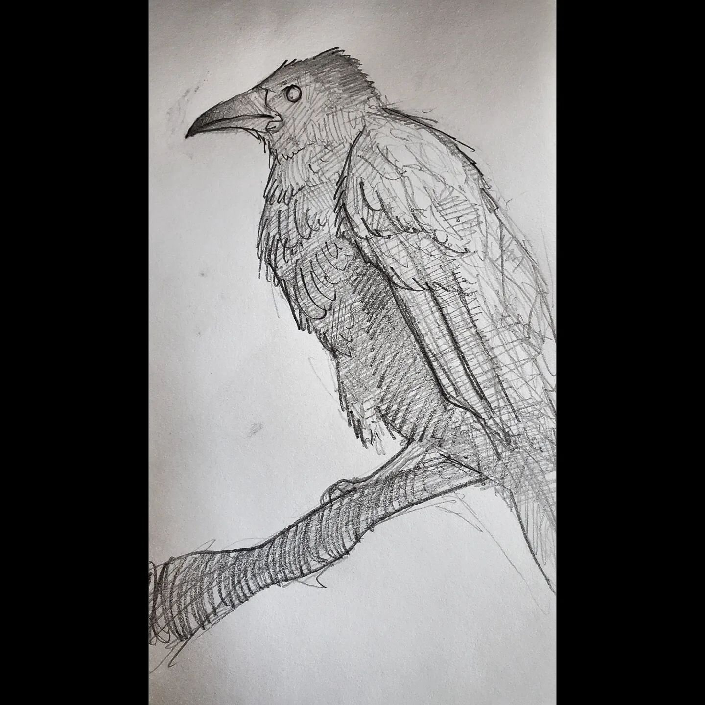 Crow Study
.
.
.
#cameronbyeart #sketchbook #sketch #animal #crow #raven #pencil #art #artstudy