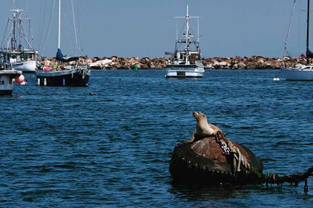 Oh how I love you #montereybay. #whales #seals #ocean #imthere #shareknowledge #lovephotography #learnsomethingneweveryday #travel #roadtrippin #humpbacks #lovenature #sealife #boats #sailboats #fujifilm_us #xt2 #whatmatters #familytrip