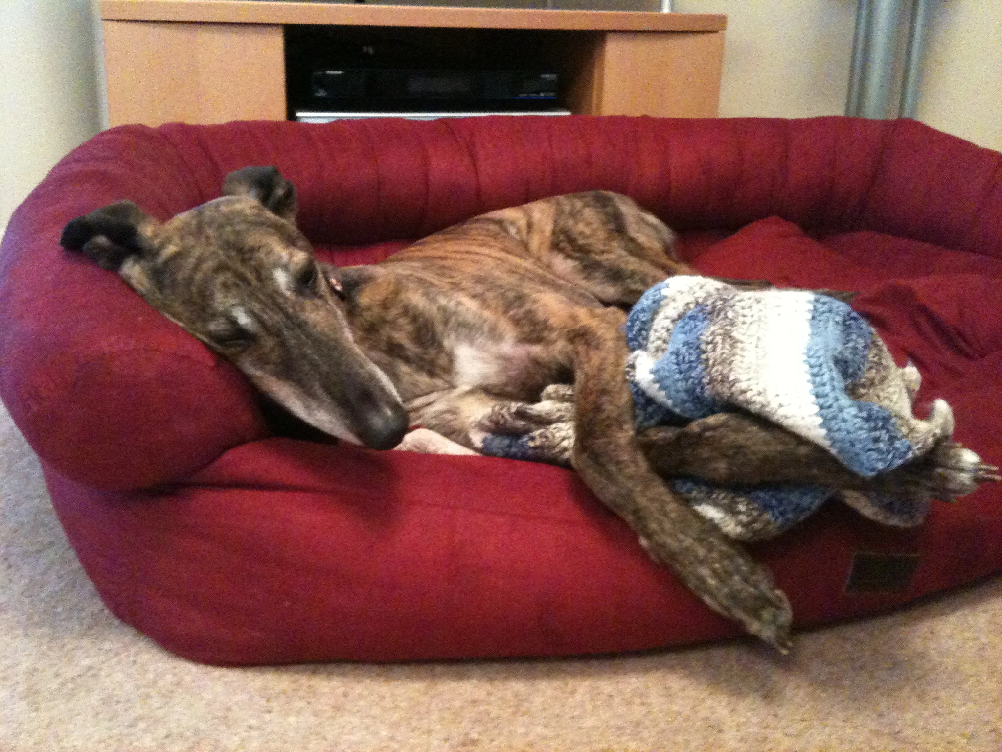 Rocky posing with blanket