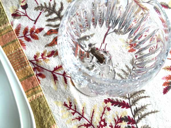 Be sure to clean up your dish ware that has been stored.