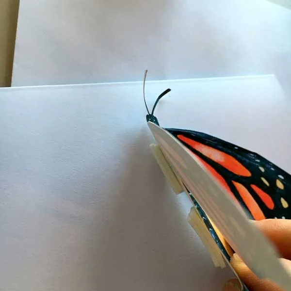 butterfly2-8.jpg