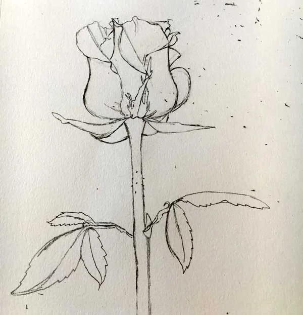 rose-5.jpg