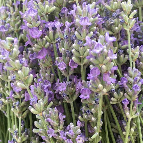 A close-up of the "ready-to-harvest" lavender, partially blooming with nice ripe buds.