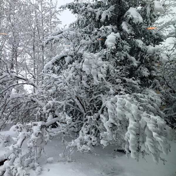 This big storm nearly killed my little apple blossoms!