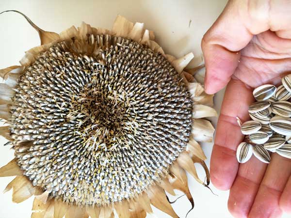 Went bonkers when I discovered this Sunflower was the seed variety! Look at the lovely earth tones and detailed shapes.
