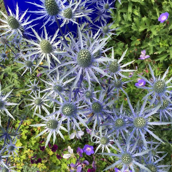I think this was some kind of purple ice plant variety. Isn't that gorgeous?