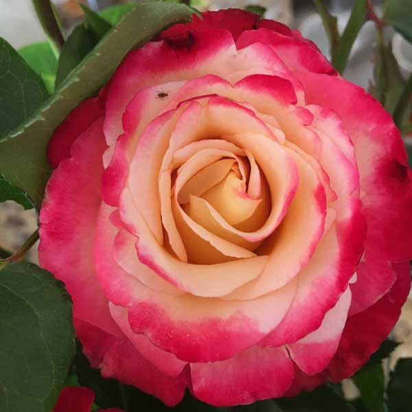 Isn't that just gorgeous? Complete with a teeny tiny adorable bug.