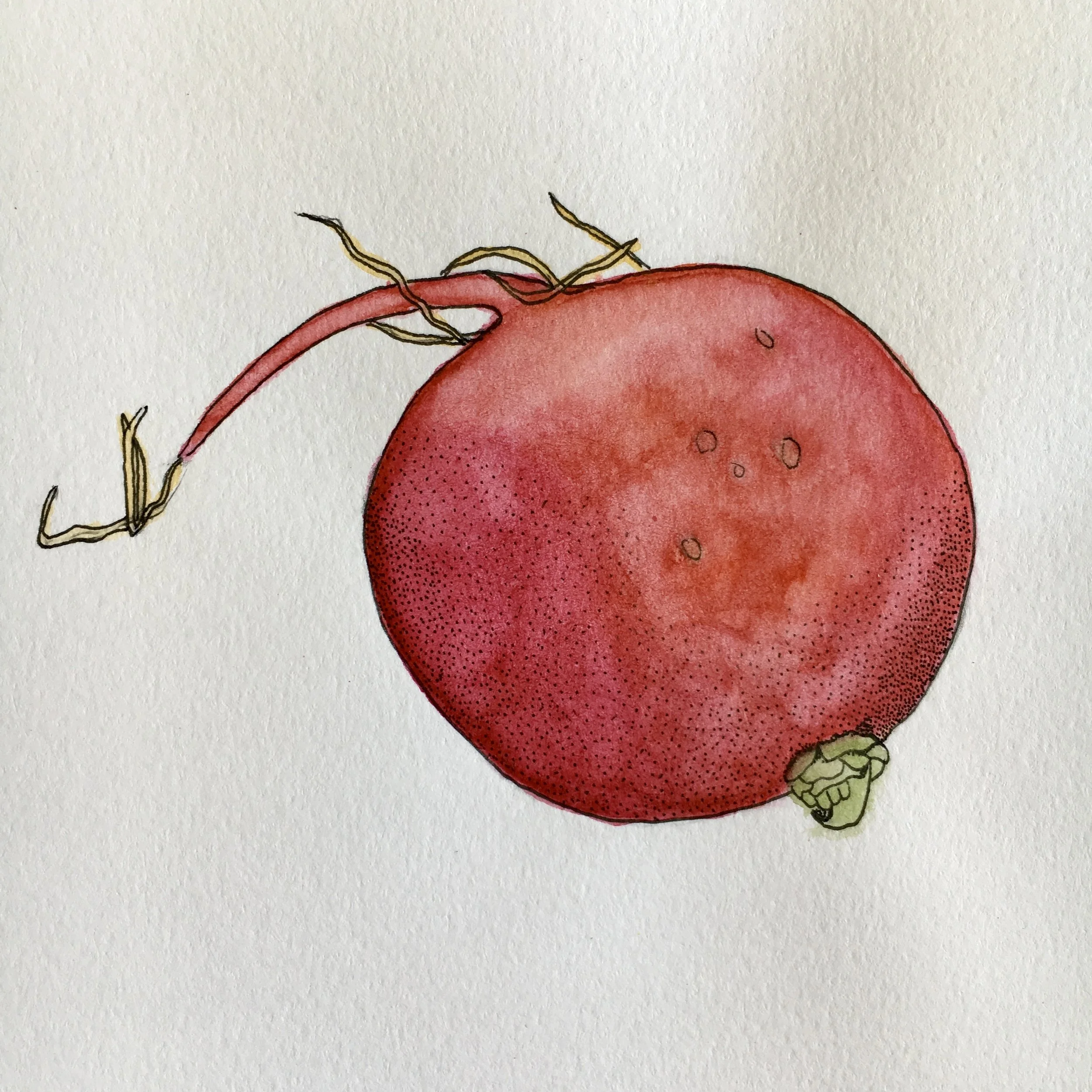 Tina's Radish