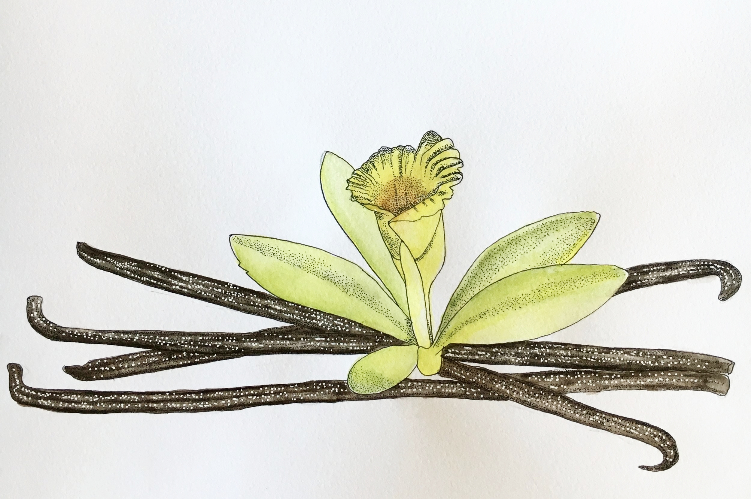 Vanilla