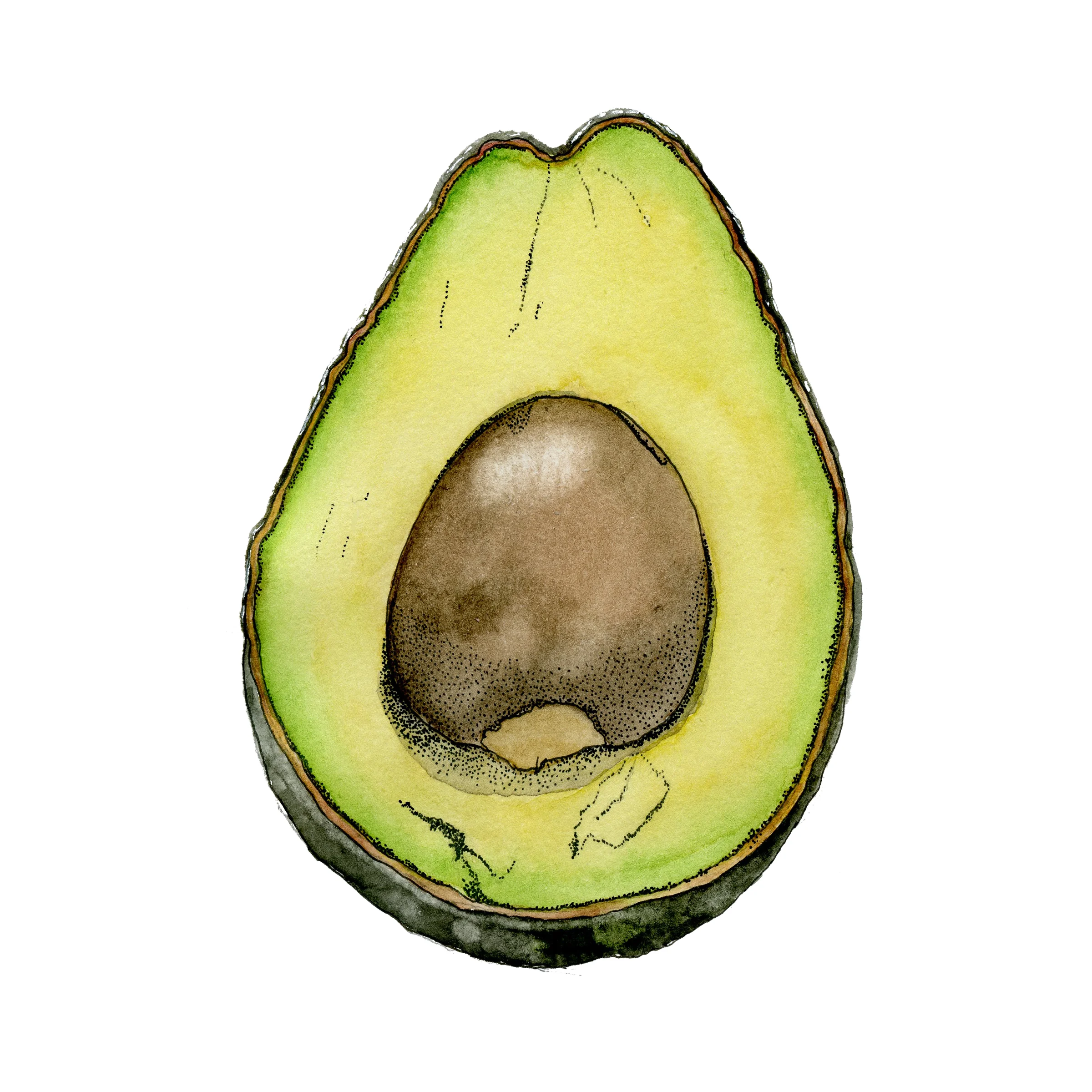 Avocado