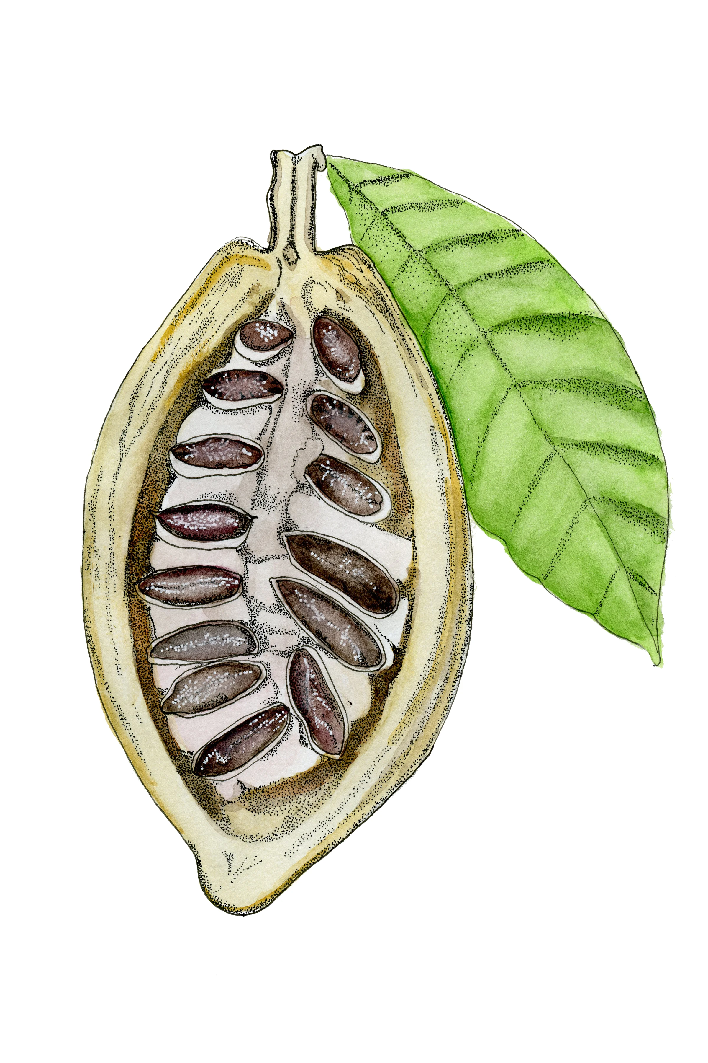 Cocoa